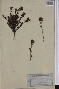 Platysace lanceolata (Labill.) Druce, Australia & Oceania (AUSTR) (Australia)