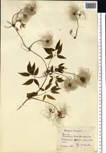 Clematis sibirica (L.) Mill., Eastern Europe, Eastern region (E10) (Russia)