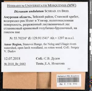 Dicranum undulatum Schrad. ex Brid., Bryophytes, Bryophytes - Russian Far East (excl. Chukotka & Kamchatka) (B20) (Russia)