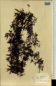 Lygodium reticulatum Schkuhr, Africa (AFR) (Guinea)