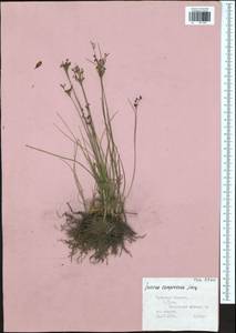 Juncus compressus Jacq., Eastern Europe, Central region (E4) (Russia)