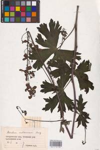 Aconitum lycoctonum subsp. moldavicum (Hacq.) Jalas, Eastern Europe (no precise locality) (E0)