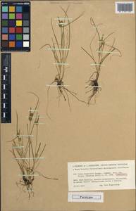 Carex oederi var. bergrothii (Palmgr.) Hedrén & Lassen, Eastern Europe, Northern region (E1) (Russia)