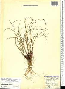 Allium psebaicum Mikheev, Caucasus, Krasnodar Krai & Adygea (K1a) (Russia)
