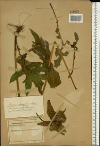 Cirsium oleraceum (L.) Scop., Eastern Europe, Northern region (E1) (Russia)