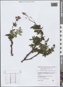 Sorbaria pallasii (G.Don) Pojark., Siberia, Yakutia (S5) (Russia)