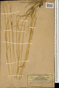 Chrysopogon gryllus (L.) Trin., Caucasus, Azerbaijan (K6) (Azerbaijan)