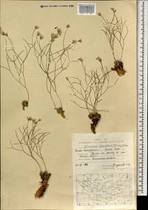 Limonium tenellum (Turcz.) Kuntze, Mongolia (MONG) (Mongolia)