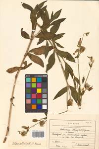 Silene latifolia subsp. alba (Mill.) Greuter & Burdet, Siberia, Russian Far East (S6) (Russia)