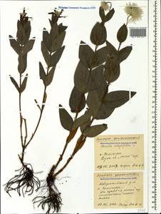 Clematis integrifolia L., Caucasus, Black Sea Shore (from Novorossiysk to Adler) (K3) (Russia)