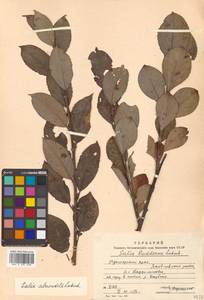 Salix abscondita Laksch., Siberia, Russian Far East (S6) (Russia)
