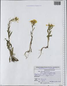 Erysimum ibericum (Adams) DC., Caucasus, North Ossetia, Ingushetia & Chechnya (K1c) (Russia)