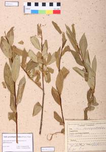 Salix pseudopentandra (Flod.) Flod., Siberia, Altai & Sayany Mountains (S2) (Russia)