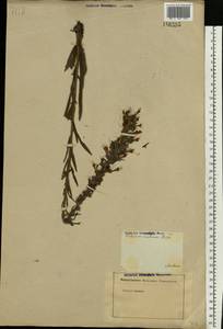 Pontechium maculatum (L.) Böhle & Hilger, Eastern Europe, Middle Volga region (E8) (Russia)