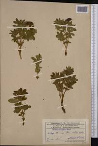 Thermopsis alpina (Pall.)Ledeb., Middle Asia, Dzungarian Alatau & Tarbagatai (M5) (Kazakhstan)