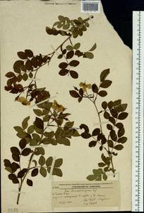 Rosa maximowicziana Regel, Siberia, Russian Far East (S6) (Russia)