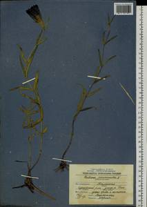 Gentiana pneumonanthe L., Siberia, Western Siberia (S1) (Russia)