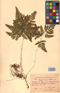 Gymnocarpium dryopteris (L.) Newman, Siberia, Russian Far East (S6) (Russia)