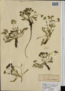 Schulzia albiflora (Kar. & Kir.) Popov, Middle Asia, Northern & Central Tian Shan (M4) (Kyrgyzstan)