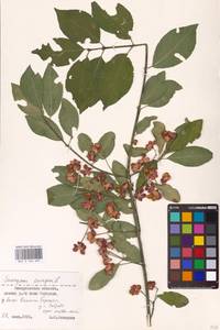 Euonymus europaeus L., Eastern Europe, West Ukrainian region (E13) (Ukraine)