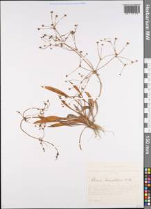 Alisma lanceolatum With., Siberia, Western Siberia (S1) (Russia)