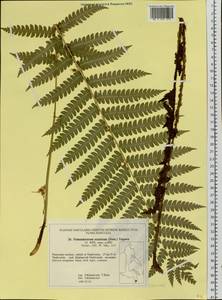 Osmundastrum cinnamomeum subsp. asiaticum (Fernald) Fraser-Jenk., Siberia, Russian Far East (S6) (Russia)