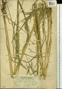 Calamagrostis arundinacea (L.) Roth, Siberia, Russian Far East (S6) (Russia)