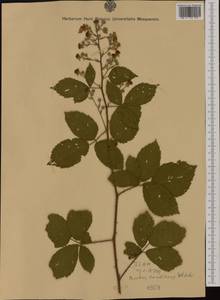 Rubus silesiacus Weihe, Western Europe (EUR) (Austria)