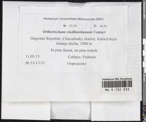 Lewinskya vladikavkana (Venturi) F. Lara, Garilleti & Goffinet, Bryophytes, Bryophytes - North Caucasus & Ciscaucasia (B12) (Russia)