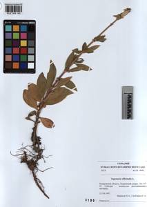 KUZ 004 140, Saponaria officinalis L., Siberia, Altai & Sayany Mountains (S2) (Russia)