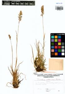 Trisetum altaicum Roshev., Siberia, Baikal & Transbaikal region (S4) (Russia)