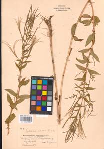 Epilobium roseum subsp. subsessile (Boiss.) P. H. Raven, Eastern Europe, Moscow region (E4a) (Russia)