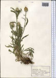 Centaurea, Middle Asia, Northern & Central Tian Shan (M4) (Kyrgyzstan)