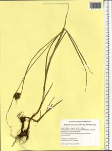 Bolboschoenus planiculmis (F.Schmidt) T.V.Egorova, Eastern Europe, Eastern region (E10) (Russia)