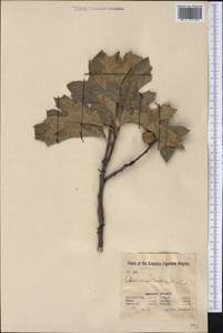 Quercus kelloggii Newb., America (AMER) (United States)