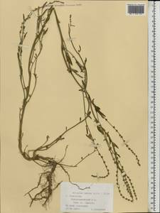 Atriplex patens (Litv.) Iljin, Eastern Europe, Lower Volga region (E9) (Russia)