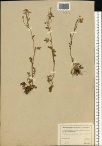 Cardamine amara L., Eastern Europe, Moscow region (E4a) (Russia)