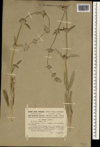 Stachys cretica L., South Asia, South Asia (Asia outside ex-Soviet states and Mongolia) (ASIA) (Israel)