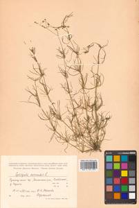 Spergula arvensis L., Siberia, Russian Far East (S6) (Russia)