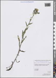 Picris hieracioides L., Eastern Europe, Eastern region (E10) (Russia)