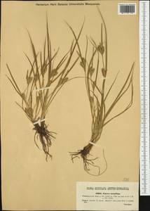 Carex secalina Willd. ex Wahlenb., Western Europe (EUR) (Hungary)