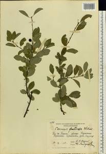 Prunus fruticosa Pall., Eastern Europe, Moldova (E13a) (Moldova)