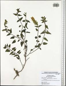 Scutellaria supina L., Eastern Europe, Central region (E4) (Russia)