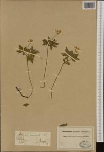 Anemone nemorosa L., Western Europe (EUR) (Germany)