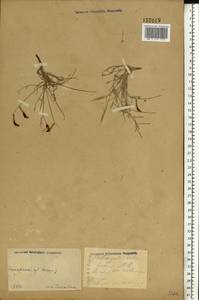 Astragalus subuliformis DC., Eastern Europe, Lower Volga region (E9) (Russia)