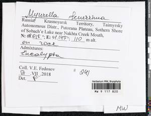 Myurella tenerrima (Brid.) Lindb., Bryophytes, Bryophytes - Krasnoyarsk Krai, Tyva & Khakassia (B17) (Russia)