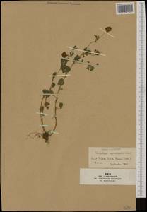 Trifolium aureum Pollich, Western Europe (EUR) (France)
