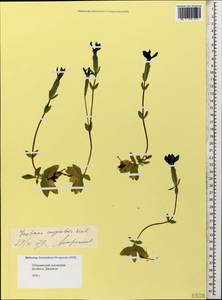 Gentiana verna subsp. pontica (Soltok.) Hayek, Caucasus, Stavropol Krai, Karachay-Cherkessia & Kabardino-Balkaria (K1b) (Russia)
