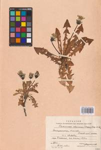 Taraxacum alpinum, Eastern Europe, West Ukrainian region (E13) (Ukraine)