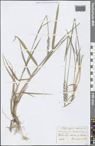 Elymus repens (L.) Gould, Eastern Europe, Central forest region (E5) (Russia)